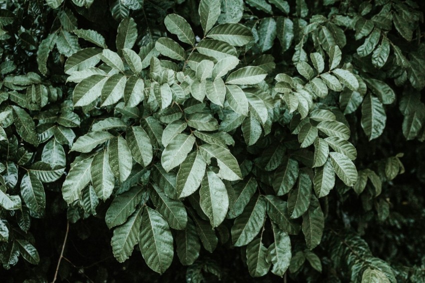 green leaf plant during daytime 5pWZFjfX