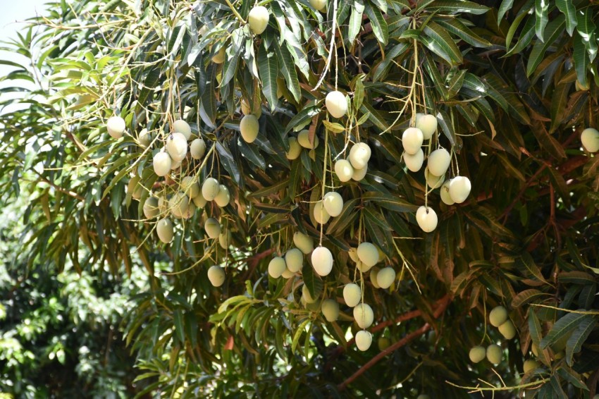 a bunch of fruit hanging from a tree