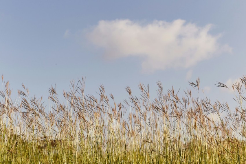 green grass field under blue sky during daytime