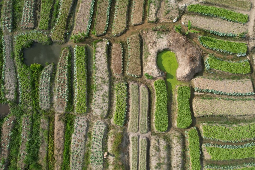 an aerial view of a field of crops y