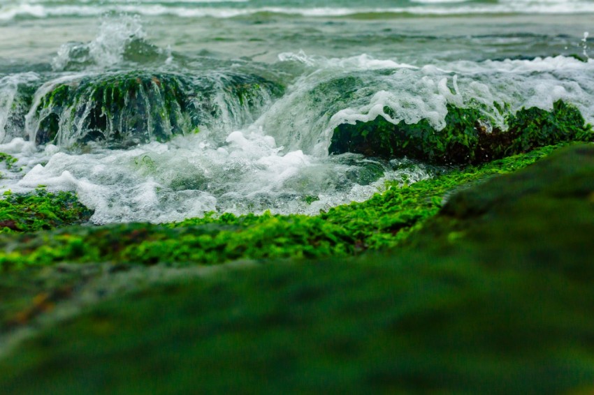 a close up of a body of water with green algae