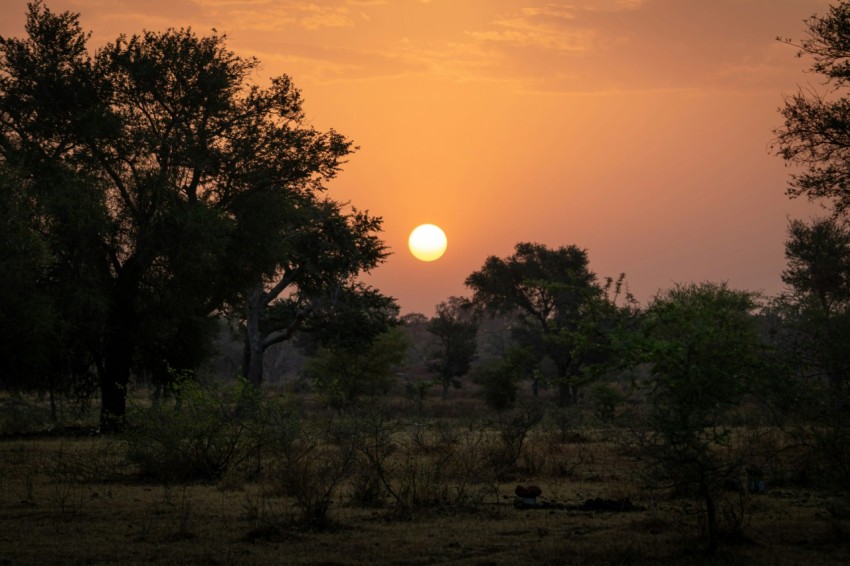 green trees and grass during sunset