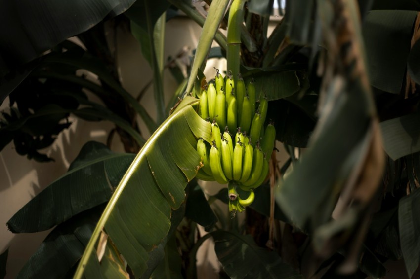 a bunch of bananas on a tree