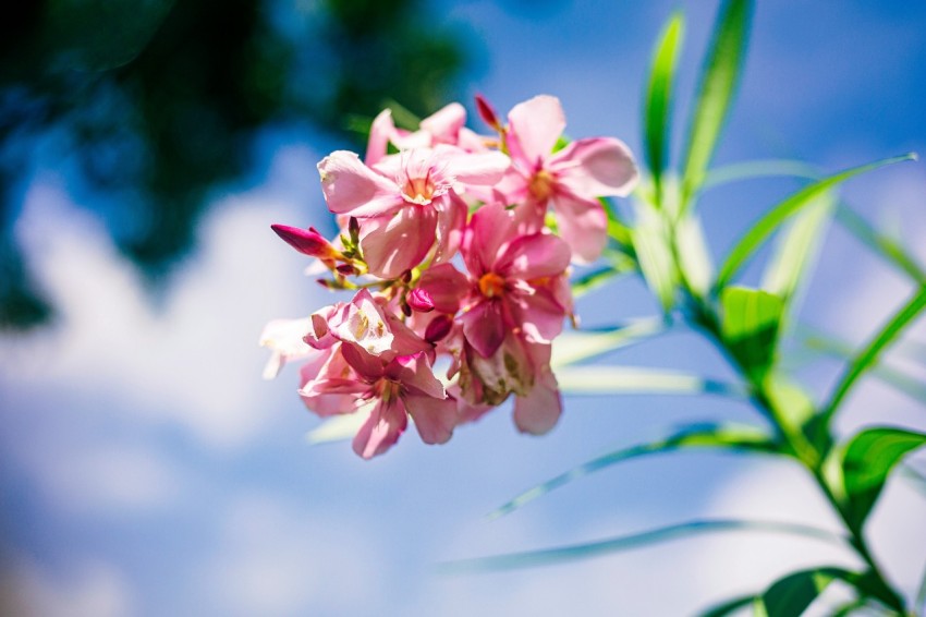 a close up of a pink flower with green leaves