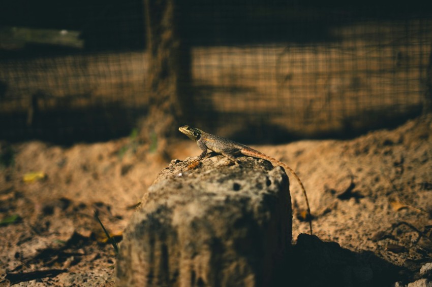 a lizard sitting on top of a tree stump pM8whoK