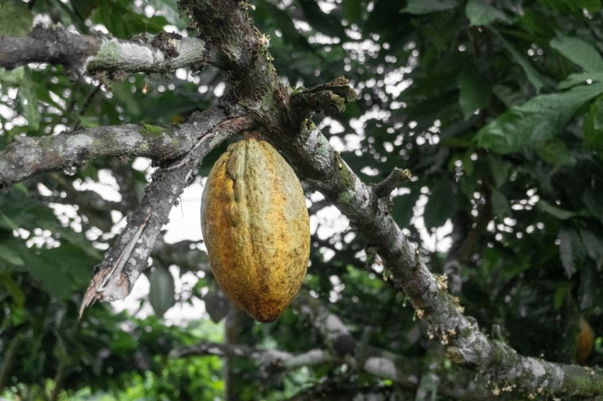 yellow and green fruit on tree 0InrdT