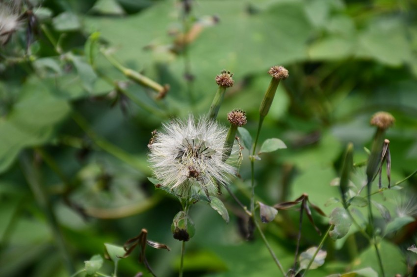 white dandelion in close up photography