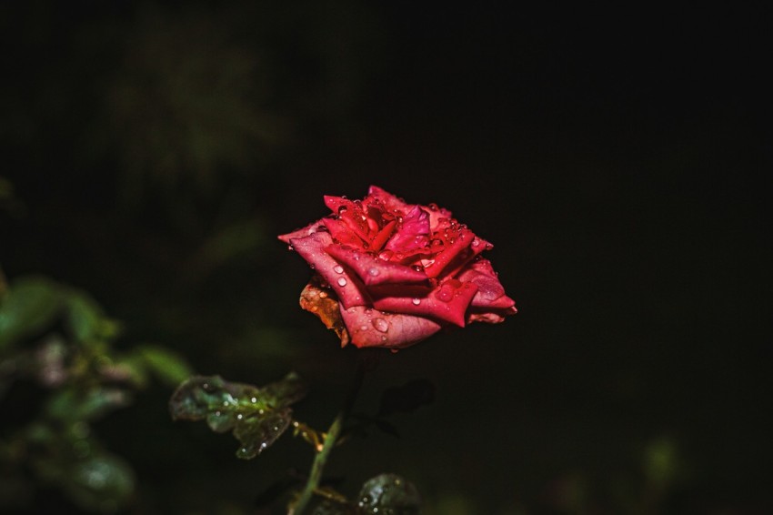 a red rose with water droplets on it