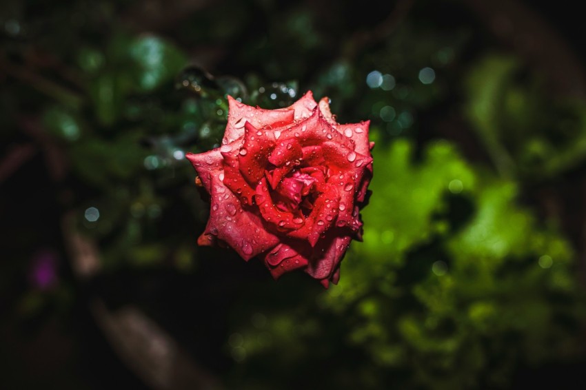 a red rose with water droplets on it