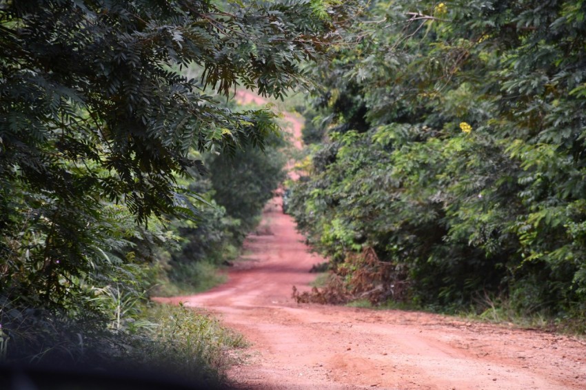 a dirt road surrounded by trees and bushes