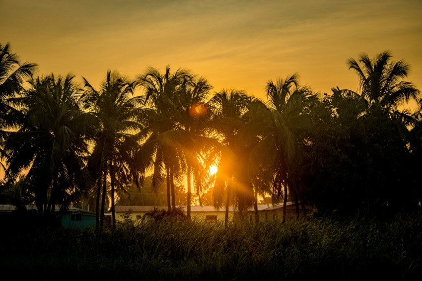 a sunset behind palm trees