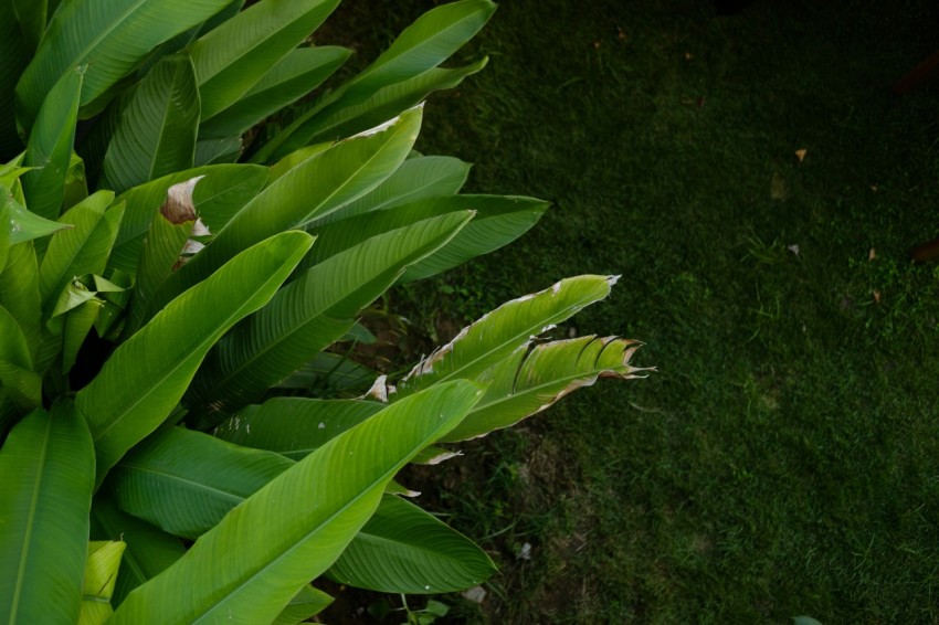 a close up of a plant with green leaves