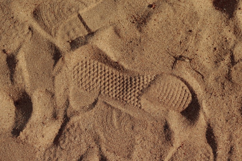 a close up of a fossil