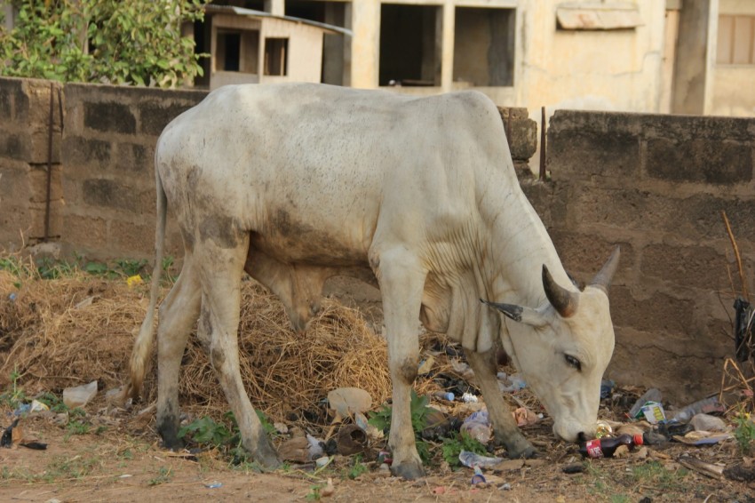 a white cow eating from a pile of trash W