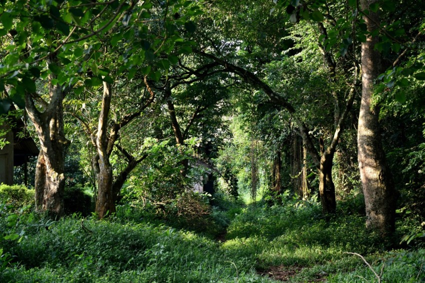 green grass field with trees