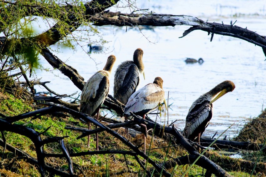 birds near body of water