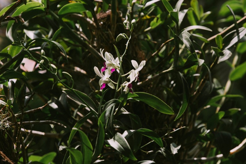 white and purple flower in bloom during daytime