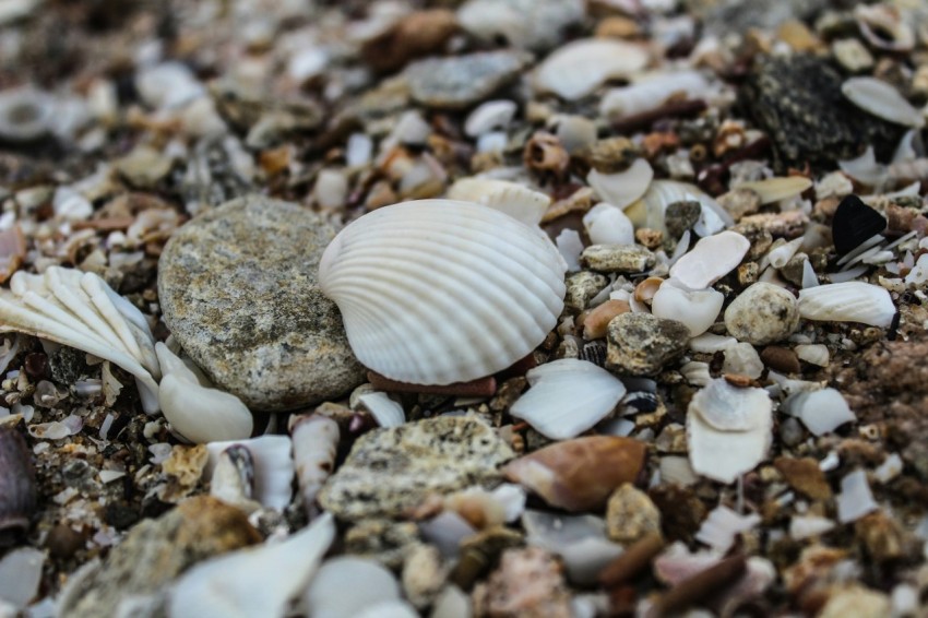 a group of shells on a beach