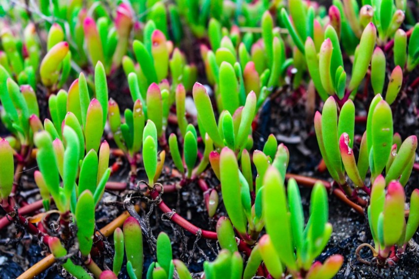 a close up of a plant