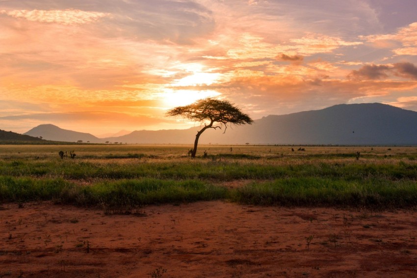 tree between green land during golden hour T LfvX