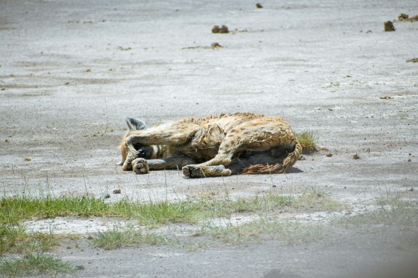 a dead animal laying on the ground in a field