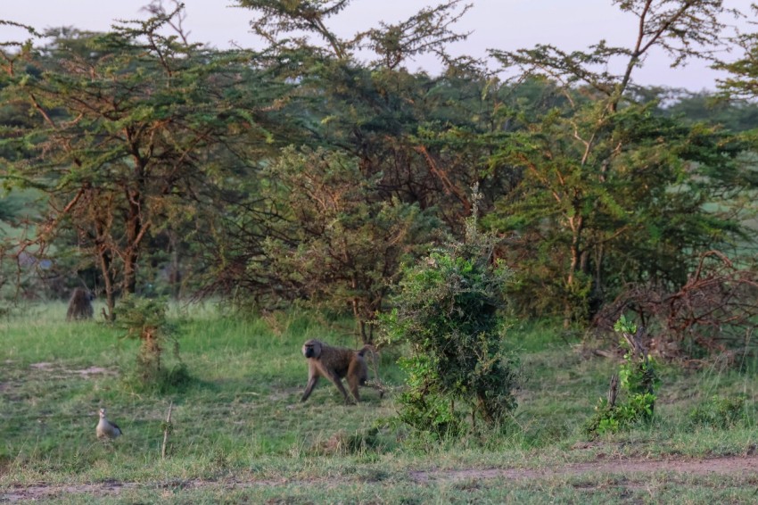 a couple of animals that are standing in the grass