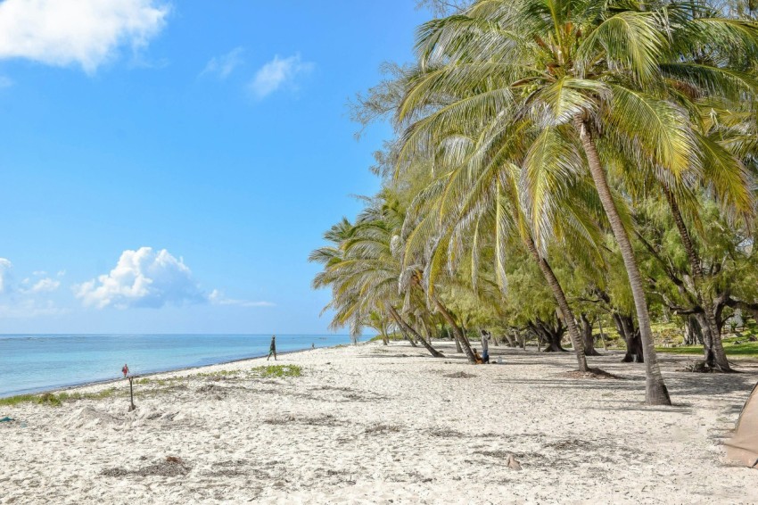 a beach with palm trees and a blue sky