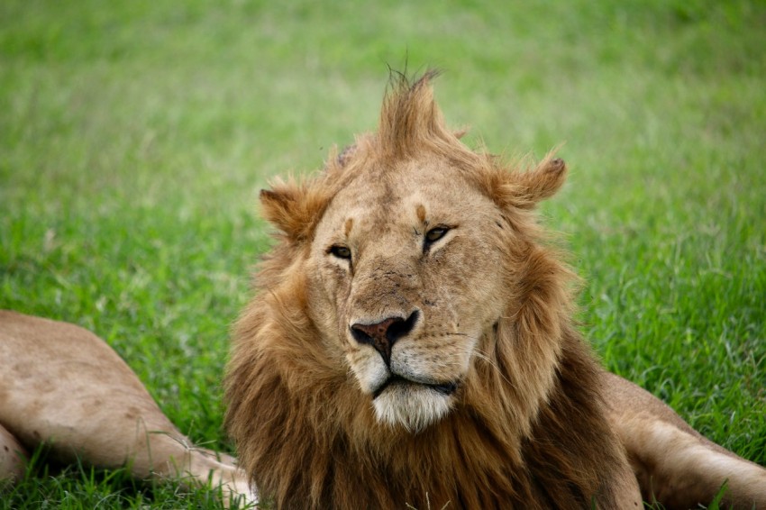 a large lion laying on top of a lush green field