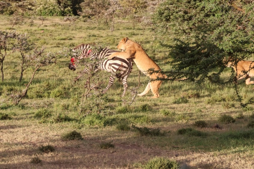 a lion and a zebra in a grassy field