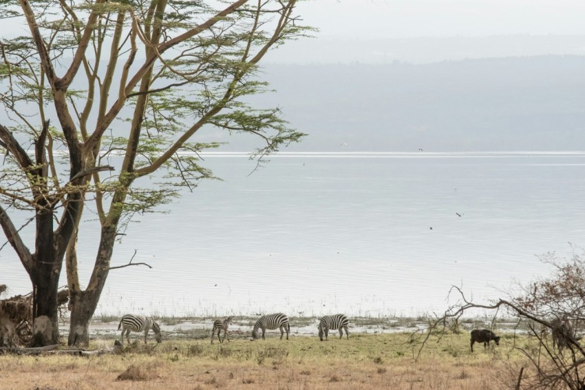 zebras standing near the lake