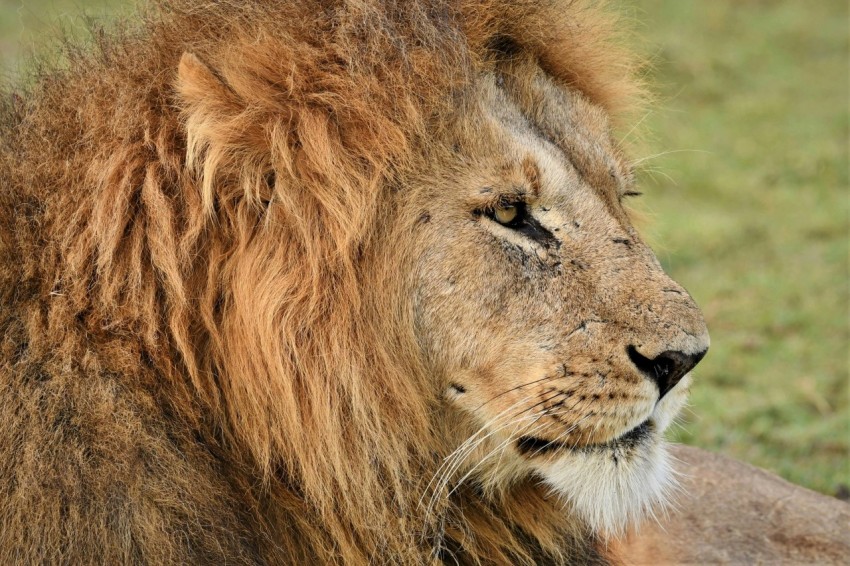 brown lion on green grass during daytime