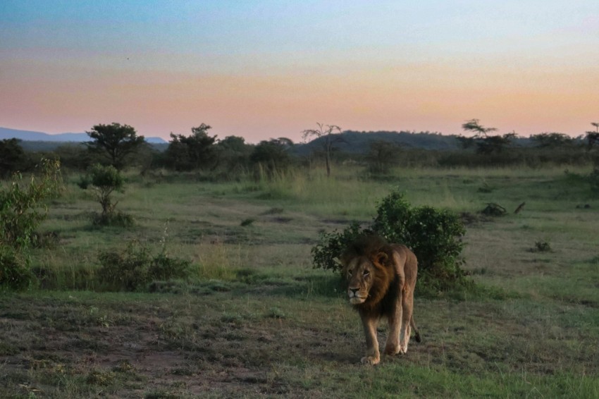 a lion walking across a lush green field