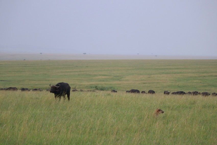 buffalo on grass field