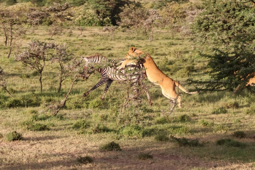 a couple of animals that are in the grass