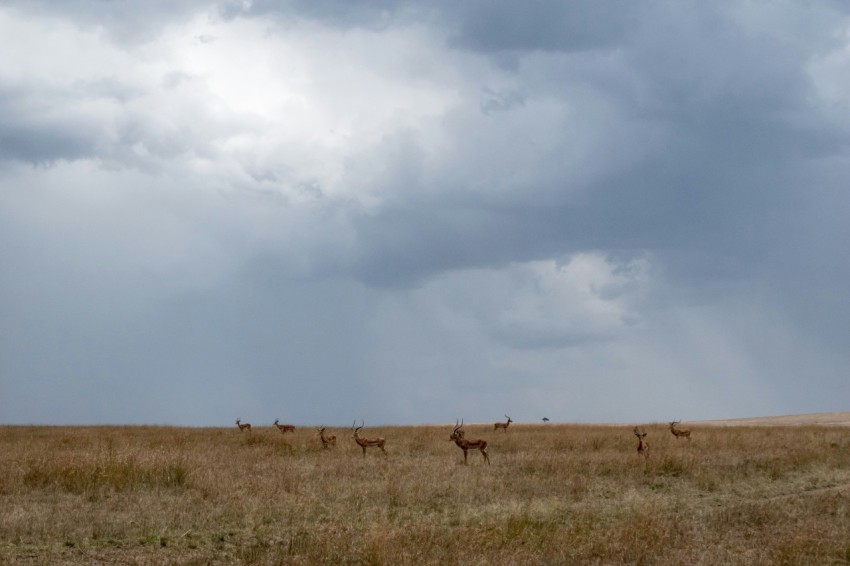 animals on grass field