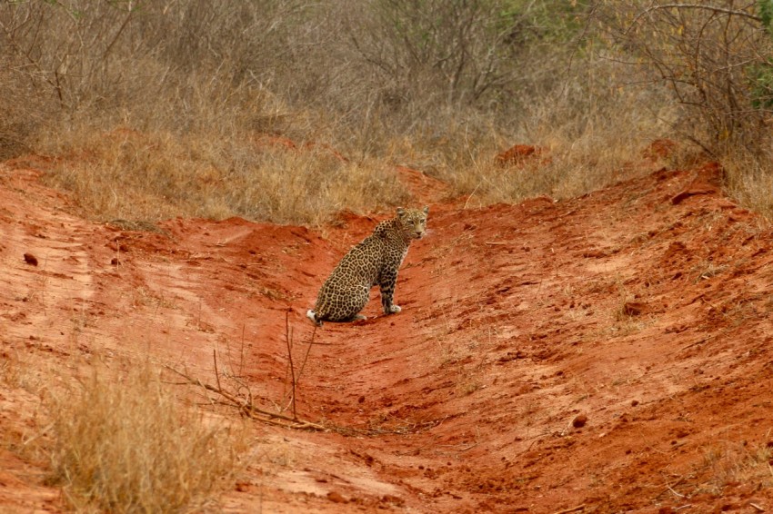 a cheetah walking on a dirt path