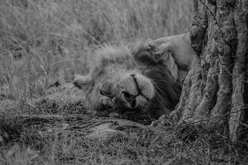 a black and white photo of a sleeping lion