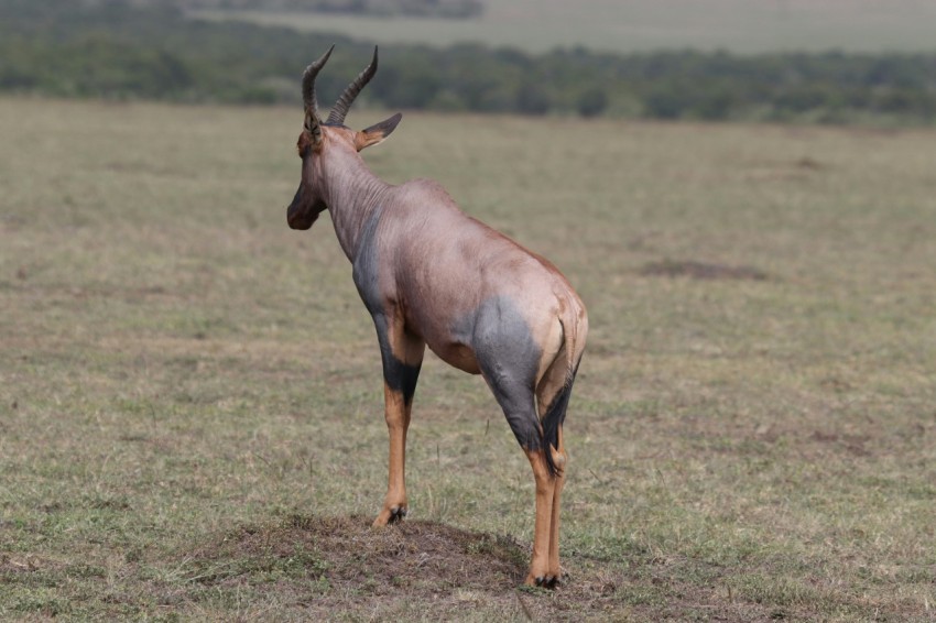 brown animal on green grass field during daytime 6