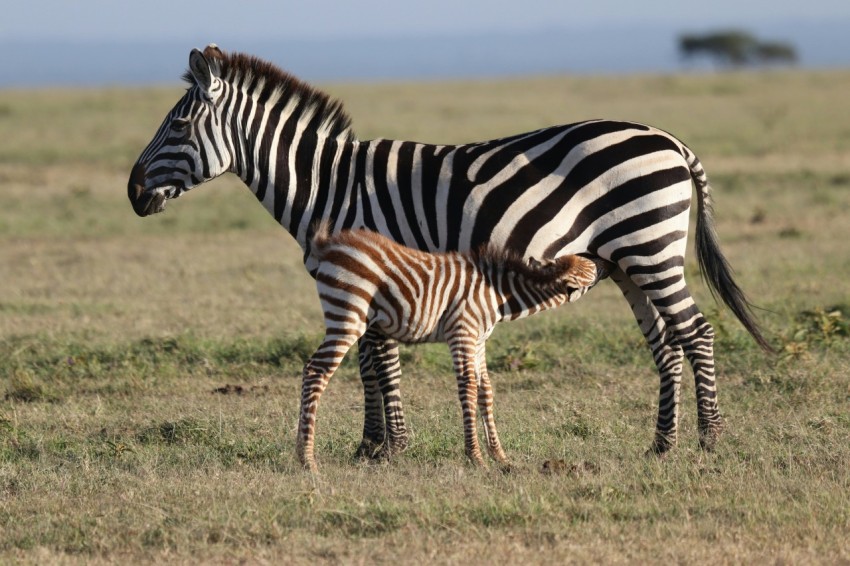 zebra with foal at the field during day