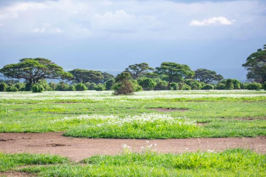 a field of grass with trees in the background