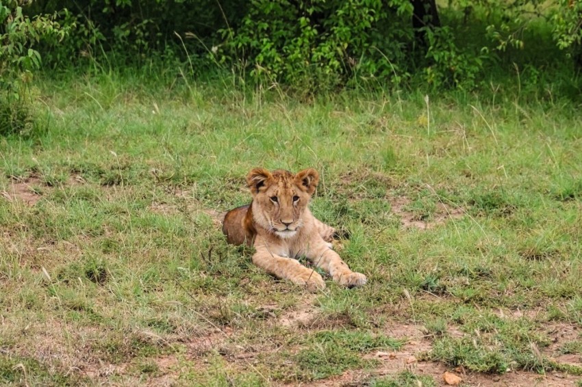 a lion laying down in a field of grass