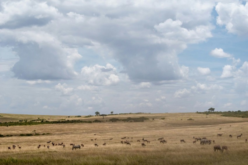 animals scattered on open field 6W