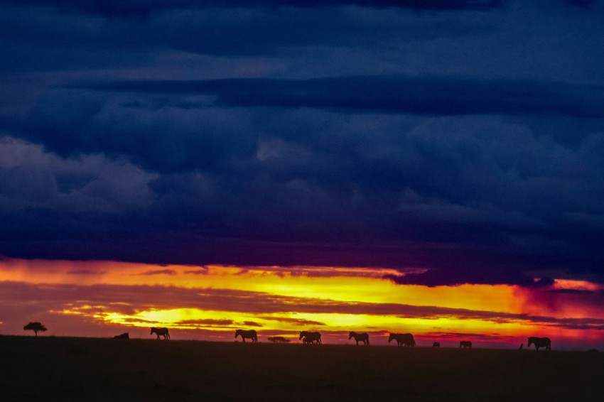 a group of horses grazing in a field at sunset