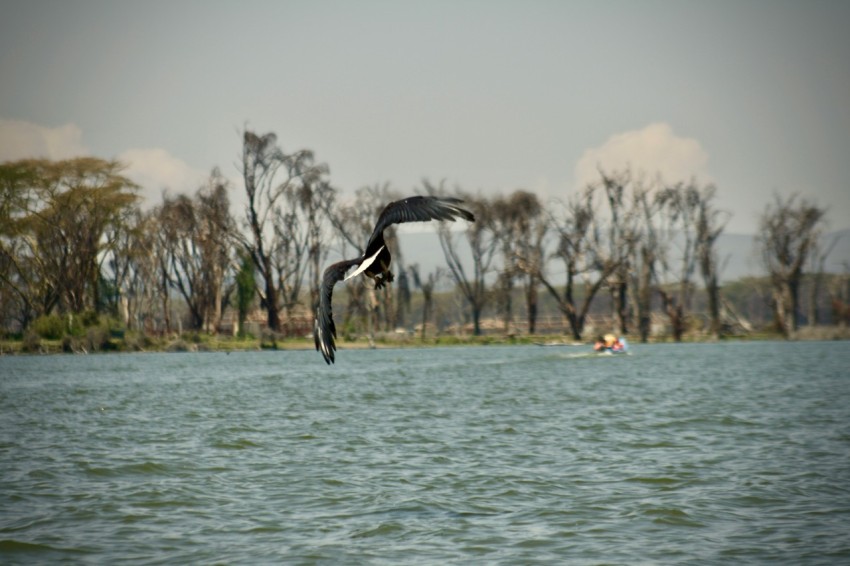 a bird flying over water