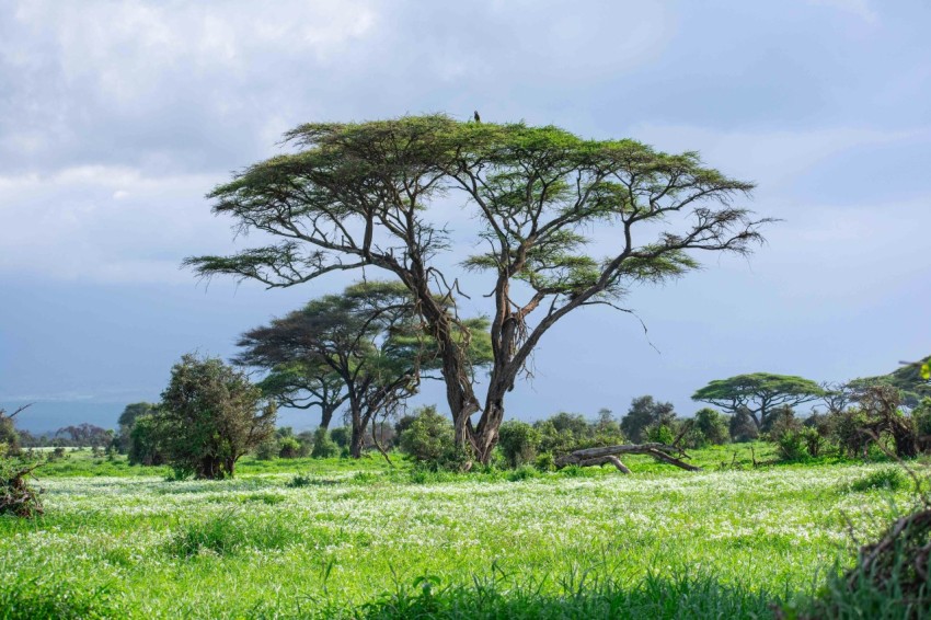 a grassy field with trees in the background