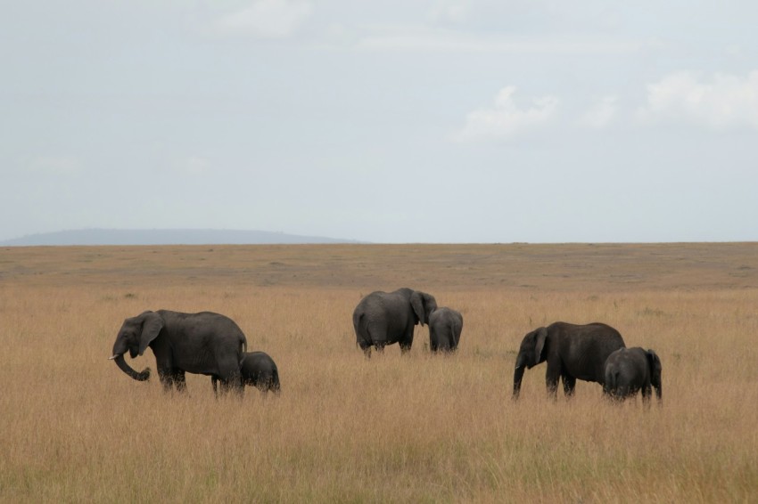 group of elephants on brown grass fied