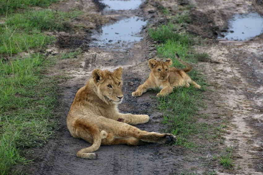 a couple of lions laying on top of a dirt road