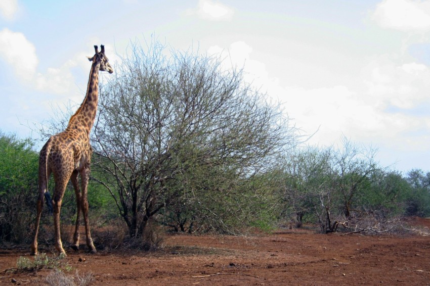 giraffe beside tree