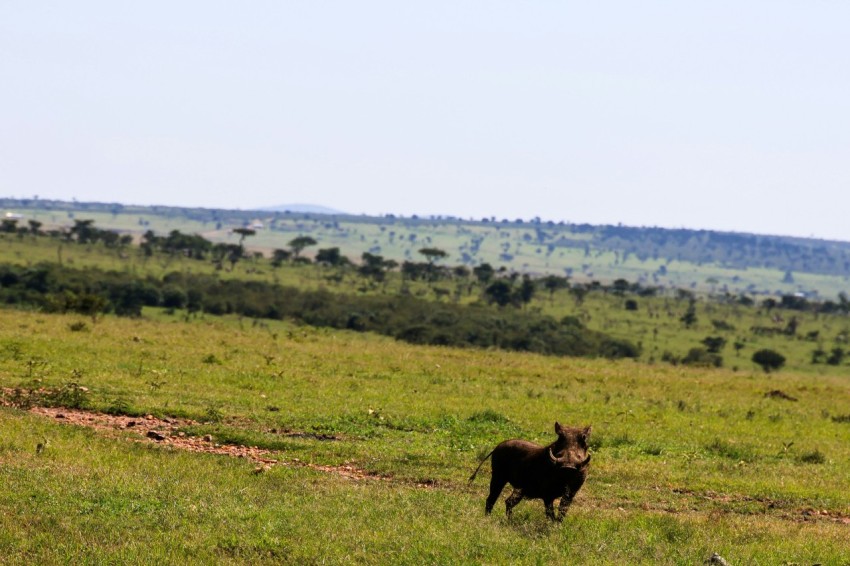 a black dog standing on top of a lush green field