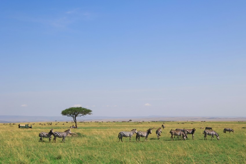 a group of zebras in a field